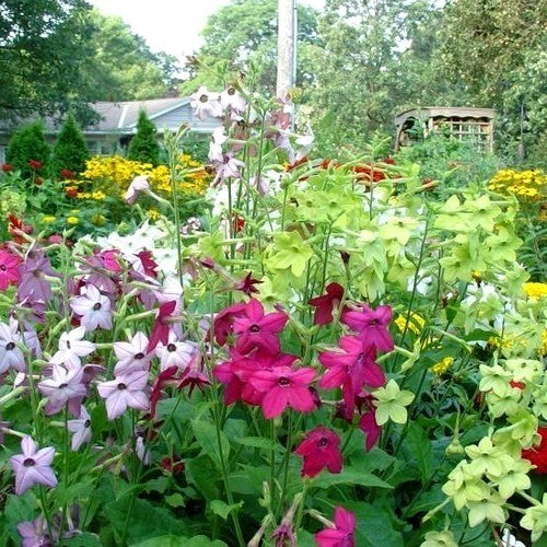 Nicotiana alata 'Sensation Mixed'