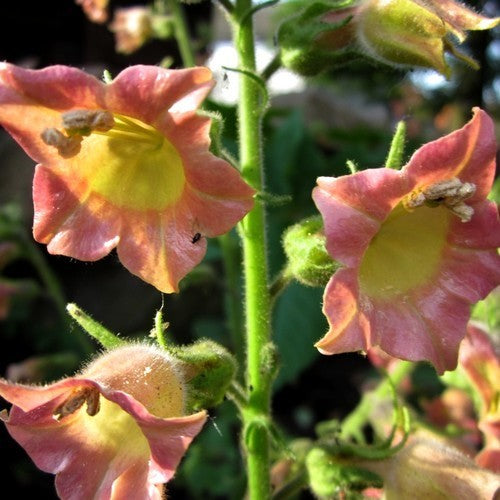 Nicotiana glutinosa