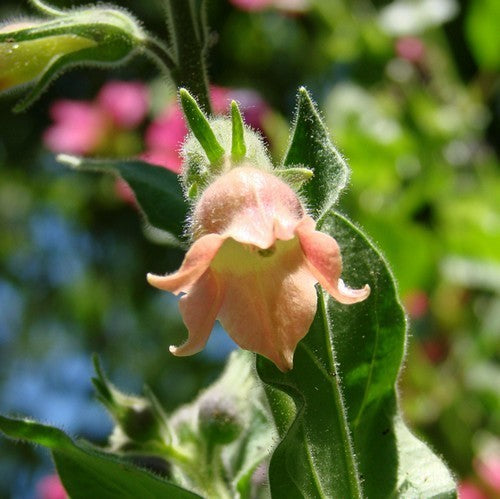 Nicotiana glutinosa