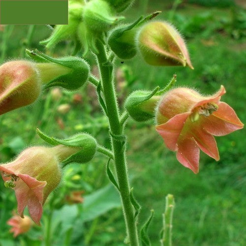 Nicotiana glutinosa