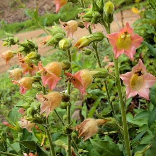 Nicotiana glutinosa