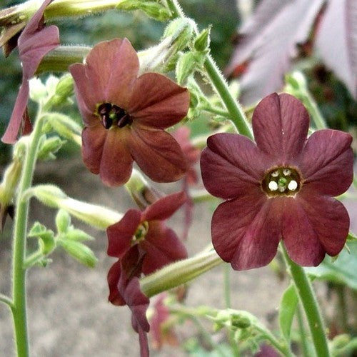 Nicotiana langsdorffii 'Bronze Queen'