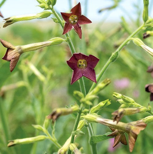 Nicotiana langsdorffii 'Bronze Queen'