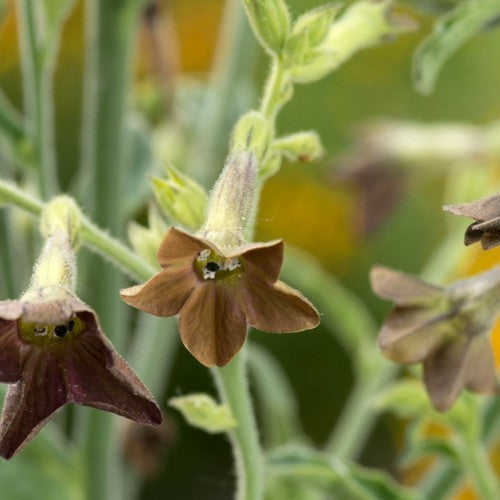 Nicotiana langsdorffii 'Bronze Queen'