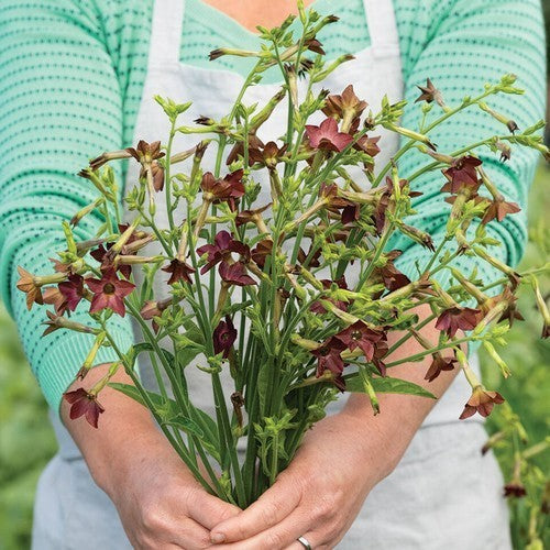 Nicotiana langsdorffii 'Bronze Queen'