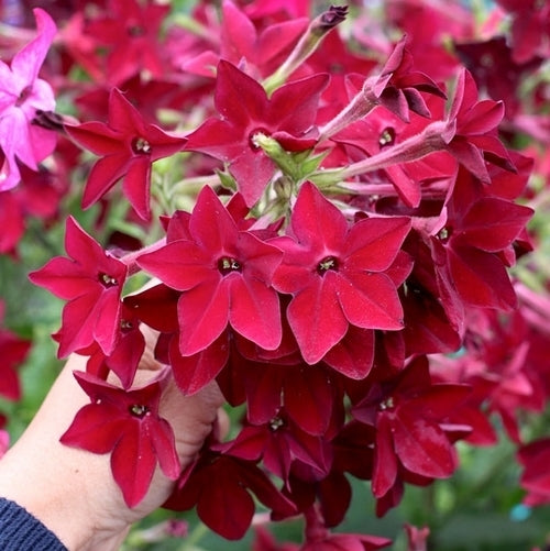 Nicotiana x sanderae 'Crimson Bedder'