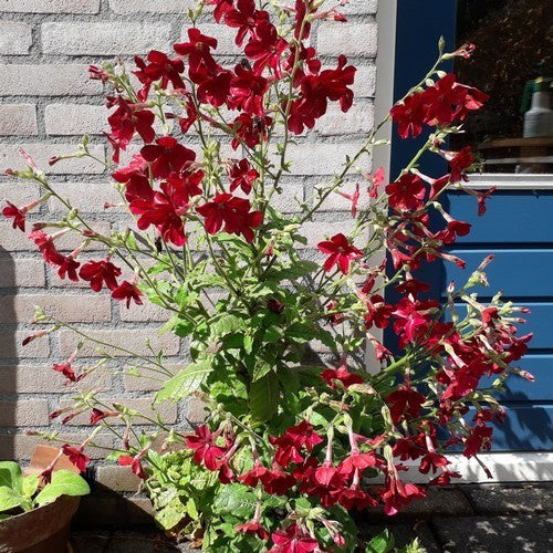 Nicotiana x sanderae 'Crimson Bedder'