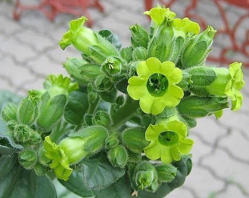 Nicotiana rustica