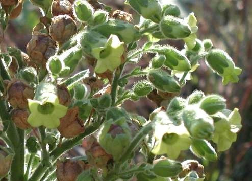 Nicotiana rustica