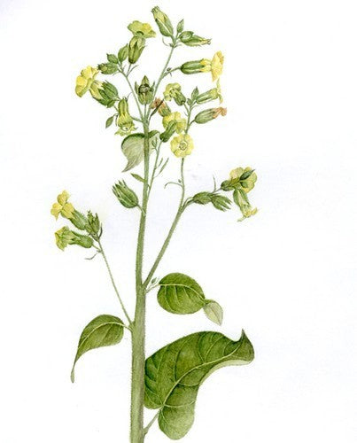 Nicotiana rustica