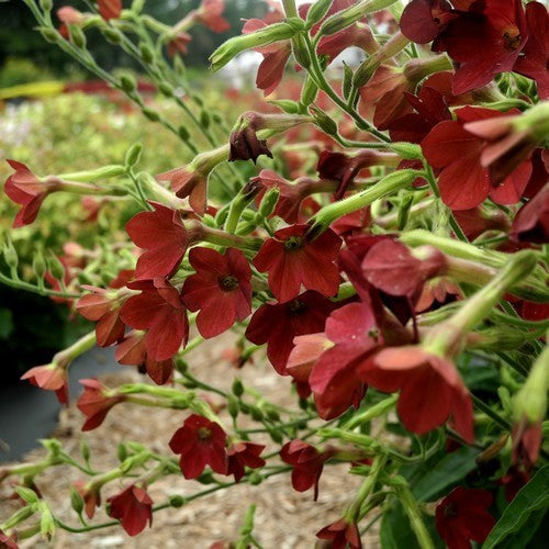 Nicotiana x sanderae 'Baby Bella' F1
