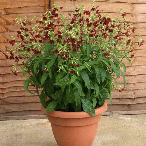 Nicotiana x sanderae 'Baby Bella' F1
