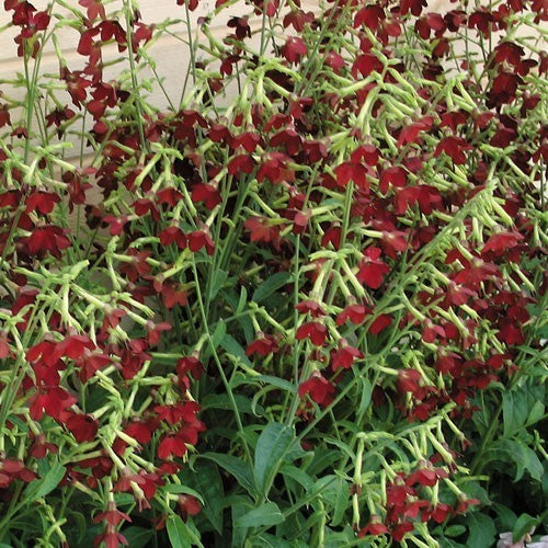 Nicotiana x sanderae 'Baby Bella' F1