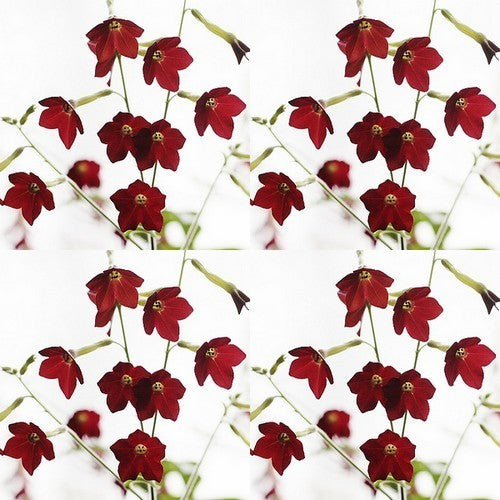 Nicotiana x sanderae 'Baby Bella' F1