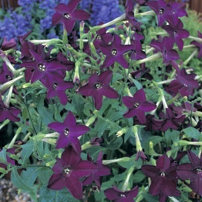 Nicotiana x sanderae 'Perfume Deep Purple' F1