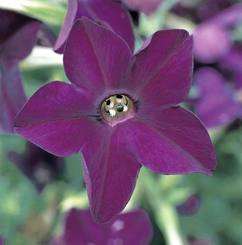 Nicotiana x sanderae 'Perfume Deep Purple' F1