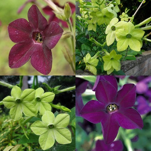 Nicotiana x sanderae 'Perfume Two'S Company'F1'