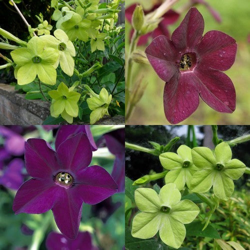 Nicotiana x sanderae 'Perfume Two'S Company'F1'