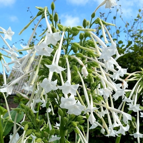Nicotiana sylvestris