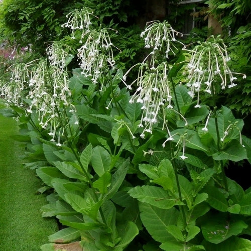 Nicotiana sylvestris