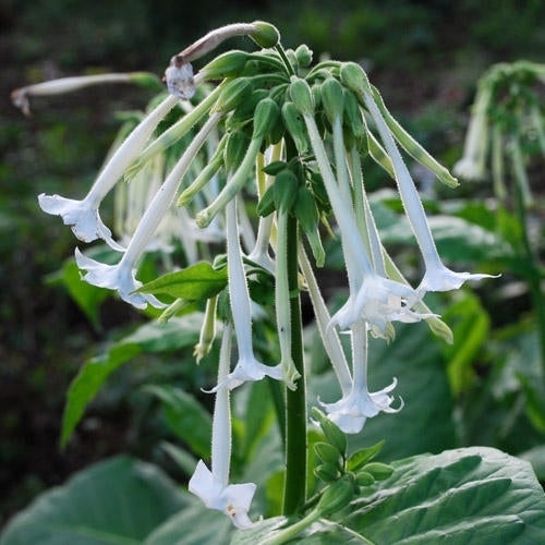 Nicotiana sylvestris