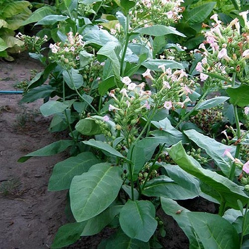 Nicotiana tabacum 'Ahus'