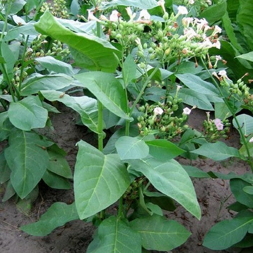 Nicotiana tabacum 'Ahus'