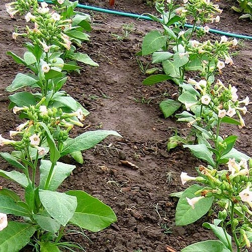 Nicotiana tabacum 'Ahus'