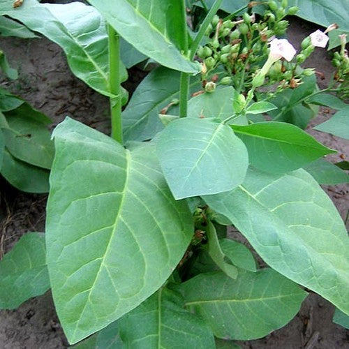 Nicotiana tabacum 'Ahus'