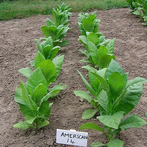 Nicotiana tabacum 'American 14'