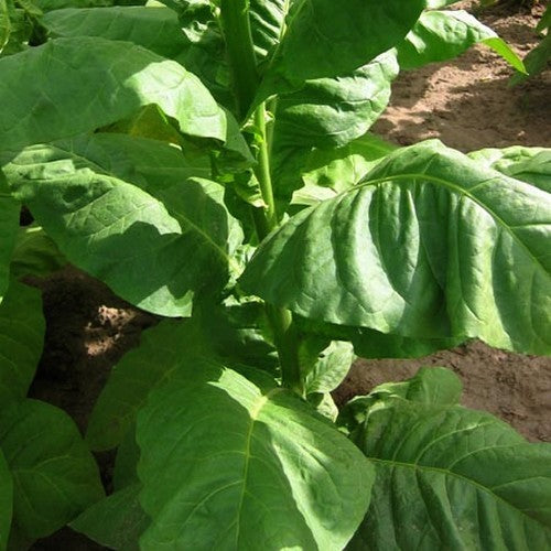 Nicotiana tabacum 'American 14'