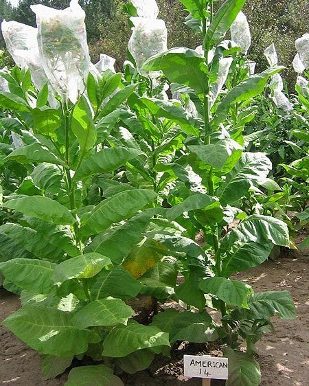 Nicotiana tabacum 'American 14'