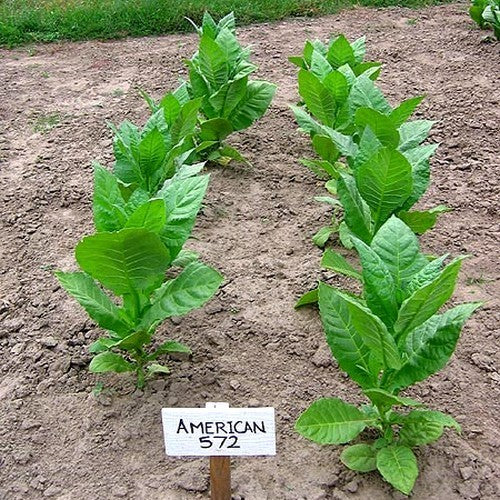 Nicotiana tabacum 'American 572'