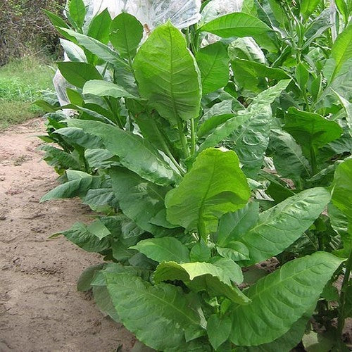 Nicotiana tabacum 'American 572'