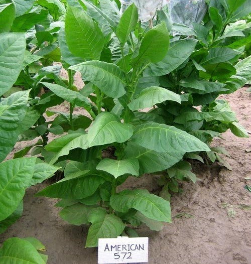 Nicotiana tabacum 'American 572'