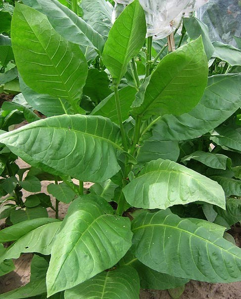 Nicotiana tabacum 'American 572'