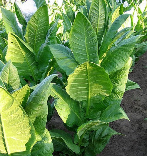 Nicotiana tabacum 'Baiano'
