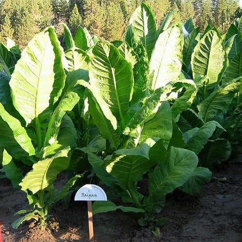 Nicotiana tabacum 'Baiano'