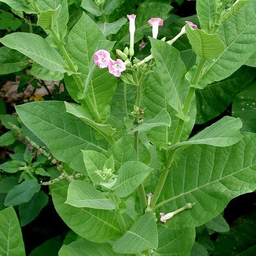 Nicotiana tabacum 'Balikesir'