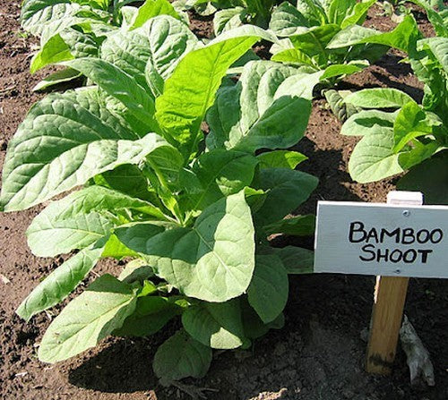 Nicotiana tabacum 'Bamboo Shoot'