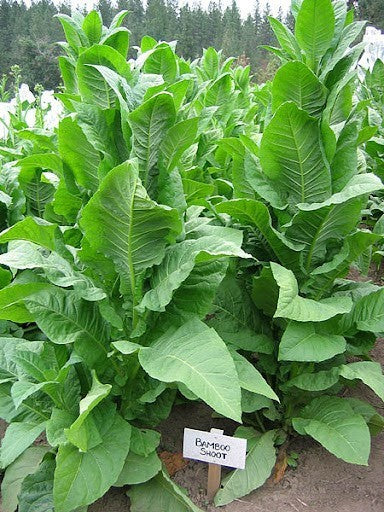 Nicotiana tabacum 'Bamboo Shoot'