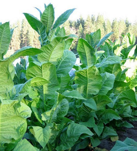 Nicotiana tabacum 'Bamboo Shoot'