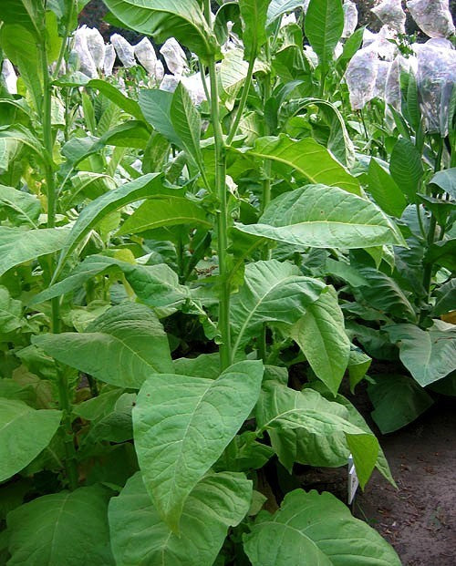 Nicotiana tabacum 'Big Gem'