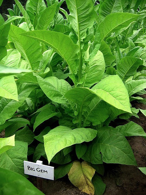 Nicotiana tabacum 'Big Gem'