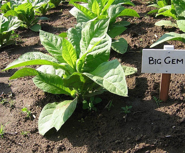 Nicotiana tabacum 'Big Gem'