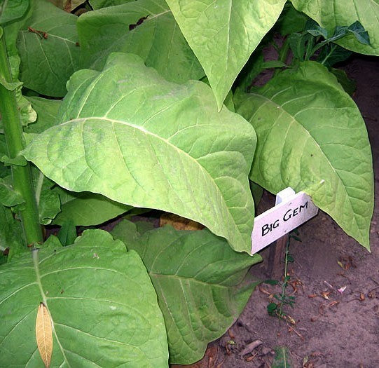 Nicotiana tabacum 'Big Gem'