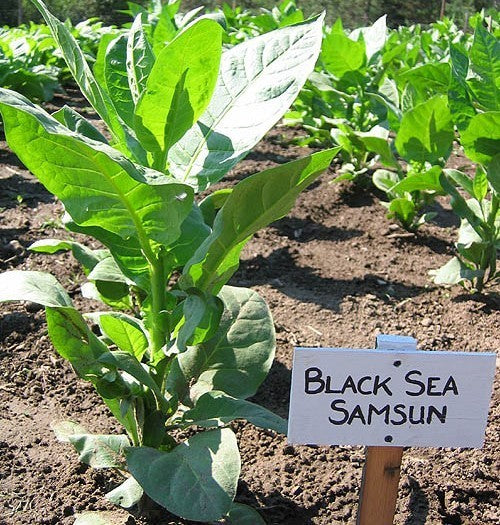 Nicotiana tabacum 'Black Sea Samsun'