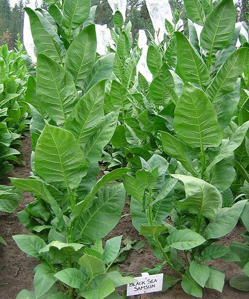 Nicotiana tabacum 'Black Sea Samsun'