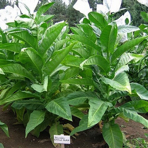 Nicotiana tabacum 'Bolivian Criollo'