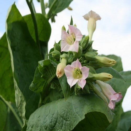 Nicotiana tabacum 'Bolivian Criollo'